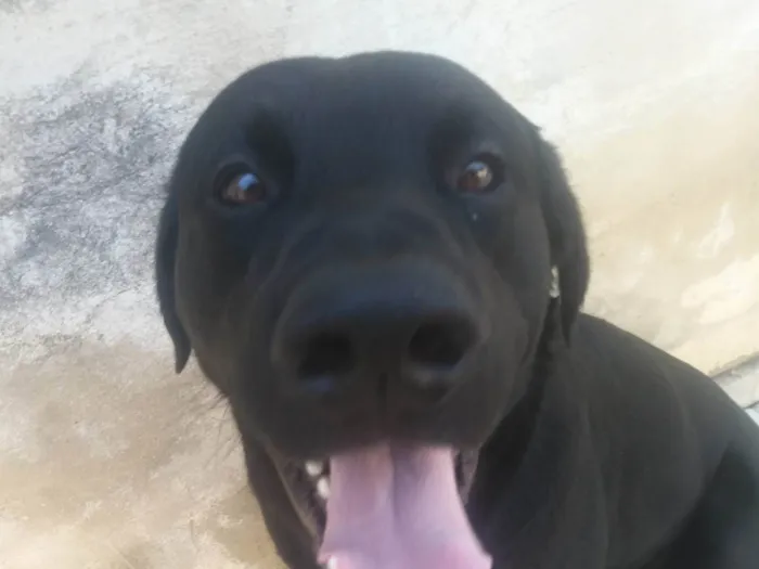 Cachorro raça Labrador misturado holandês idade 1 ano nome Theo