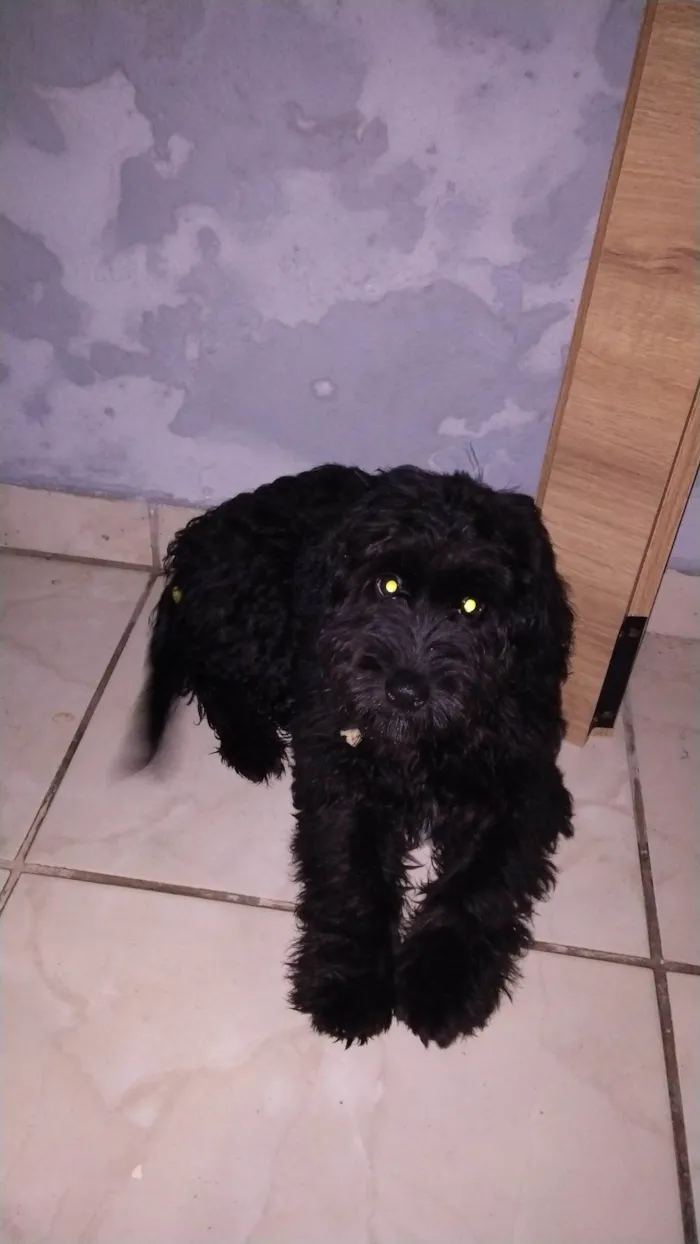 Cachorro ra a Poodle idade 2 a 6 meses nome Ralph