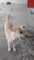 Peludo2