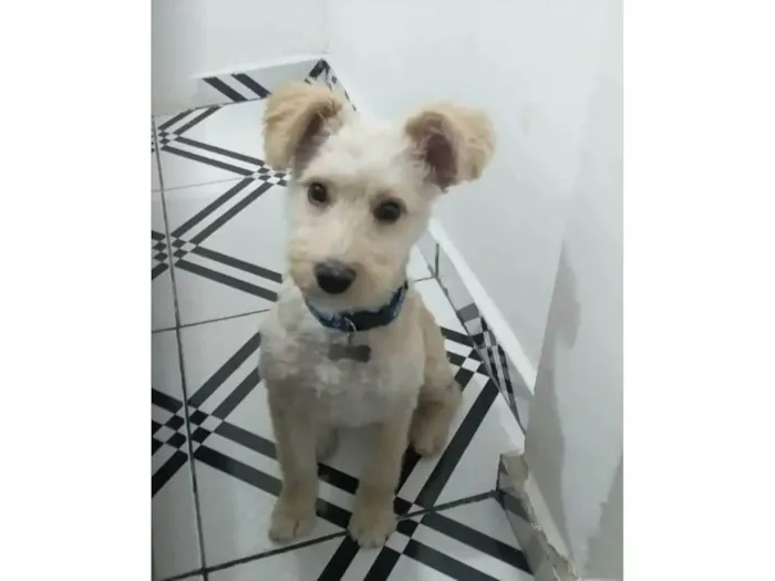 Cachorro ra a  idade 1 ano nome Peludo2