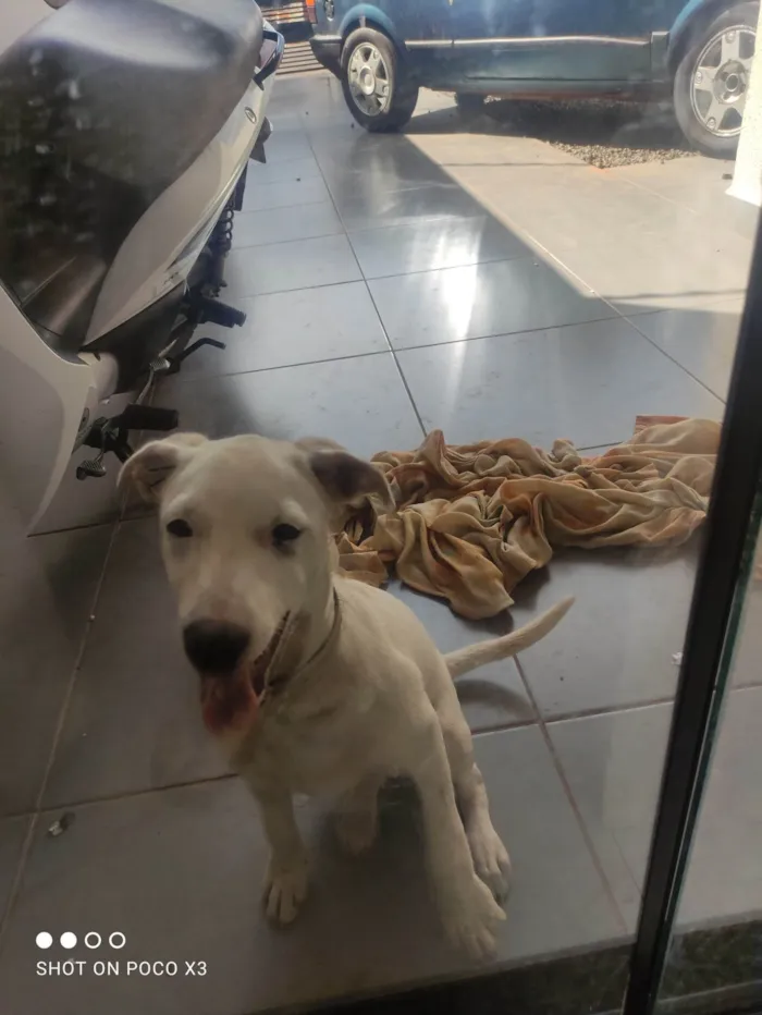 Cachorro ra a Misturado  idade 2 a 6 meses nome Liliy