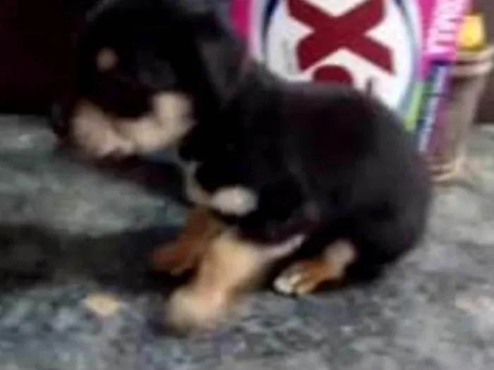 Cachorro ra a Labrador  idade 2 a 6 meses nome Lucky 