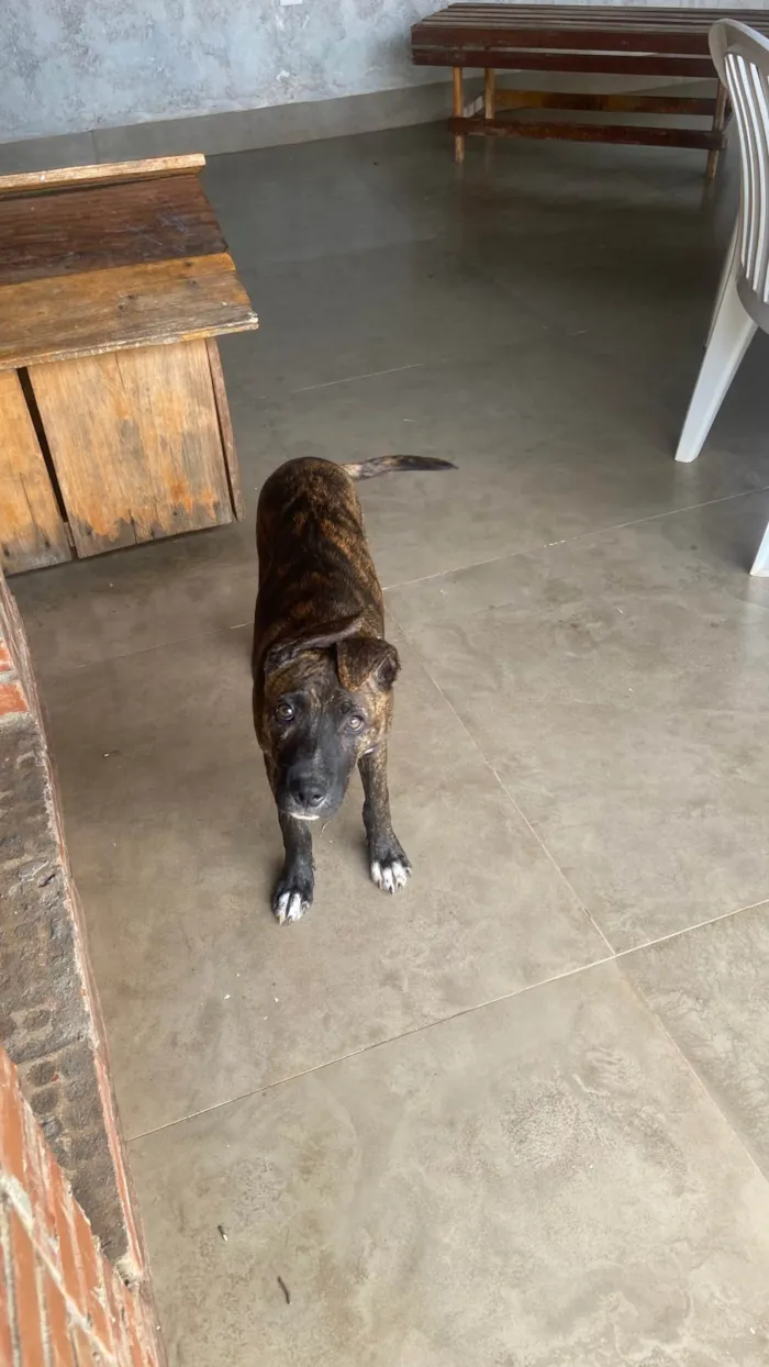 Cachorro ra a SRD-ViraLata idade 2 a 6 meses nome Banzé 