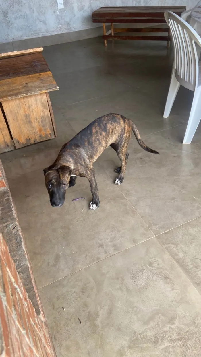 Cachorro ra a SRD-ViraLata idade 2 a 6 meses nome Banzé 