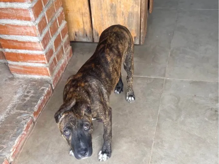 Cachorro ra a SRD-ViraLata idade 2 a 6 meses nome Banzé 