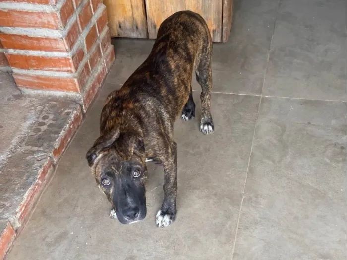 Cachorro ra a SRD-ViraLata idade 2 a 6 meses nome Banzé 