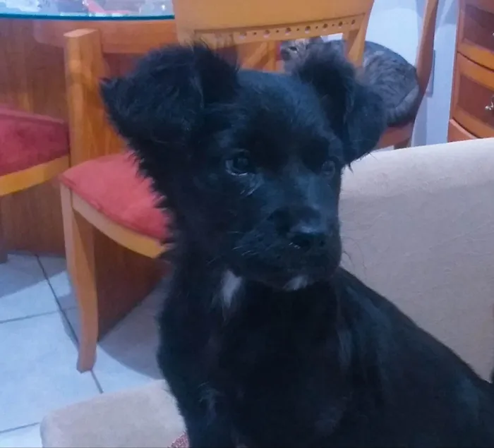 Cachorro ra a SRD-ViraLata idade 2 a 6 meses nome Ben
