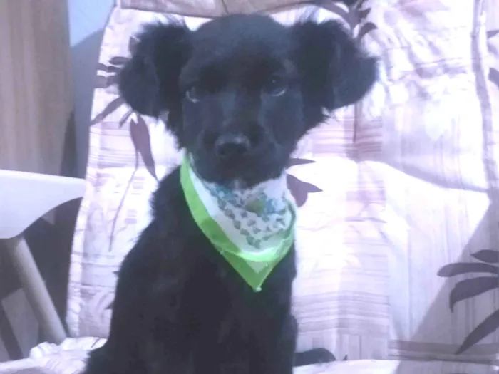Cachorro ra a SRD-ViraLata idade 2 a 6 meses nome Ben