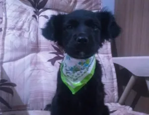 Cachorro raça SRD-ViraLata idade 2 a 6 meses nome Ben