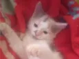 Maya
