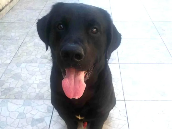 Cachorro raça Labrador misturado holandês idade 1 ano nome Theo