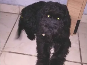 Cachorro raça Poodle idade 2 a 6 meses nome Ralph