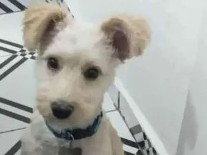 Cachorro raça  idade 1 ano nome Peludo2