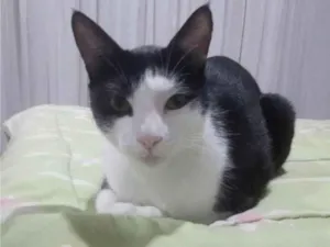 Gato raça SRD-ViraLata idade 2 anos nome JOAKIN