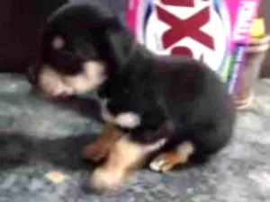 Cachorro raça Labrador  idade 2 a 6 meses nome Lucky 