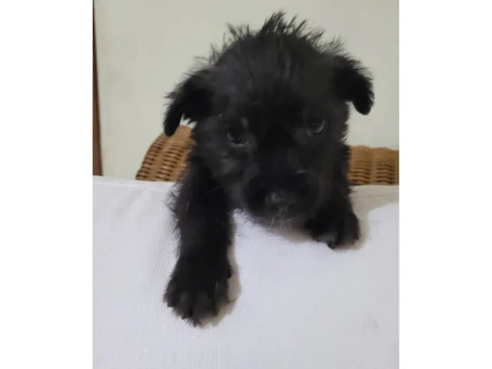 Cachorro raça SRD-ViraLata idade Abaixo de 2 meses nome BUBA