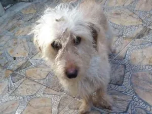 Cachorro raça SRD-ViraLata idade Abaixo de 2 meses nome BUBA