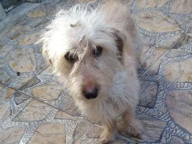 Cachorro raça SRD-ViraLata idade Abaixo de 2 meses nome BUBA