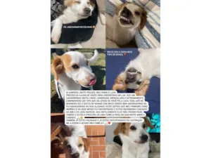 Cachorro raça SRD-ViraLata idade 7 a 11 meses nome Luck 
