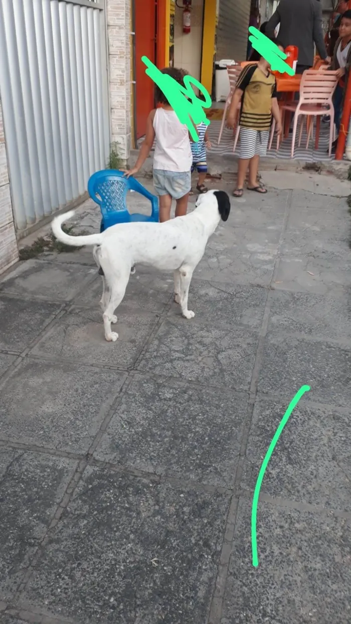 Cachorro ra a Vira lata idade  nome Totó 