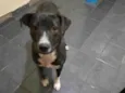 Faisca