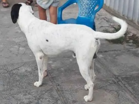 Cachorro ra a Vira lata idade  nome Totó 