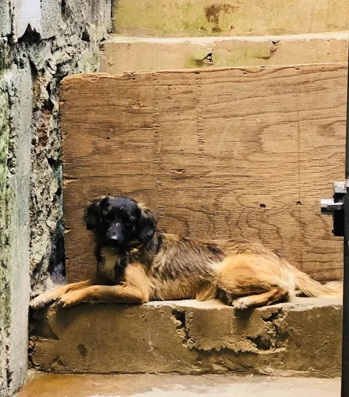 Cachorro raça SRD-ViraLata idade 1 ano nome Pandora 