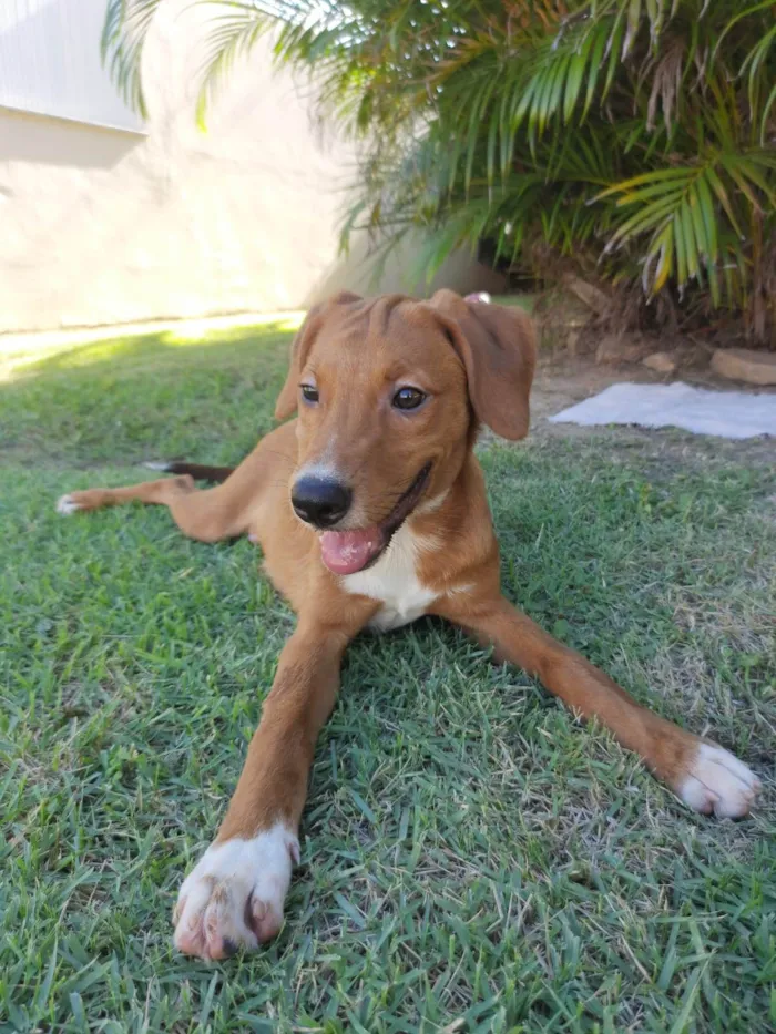 Cachorro ra a ViraLata idade 7 a 11 meses nome Oliver