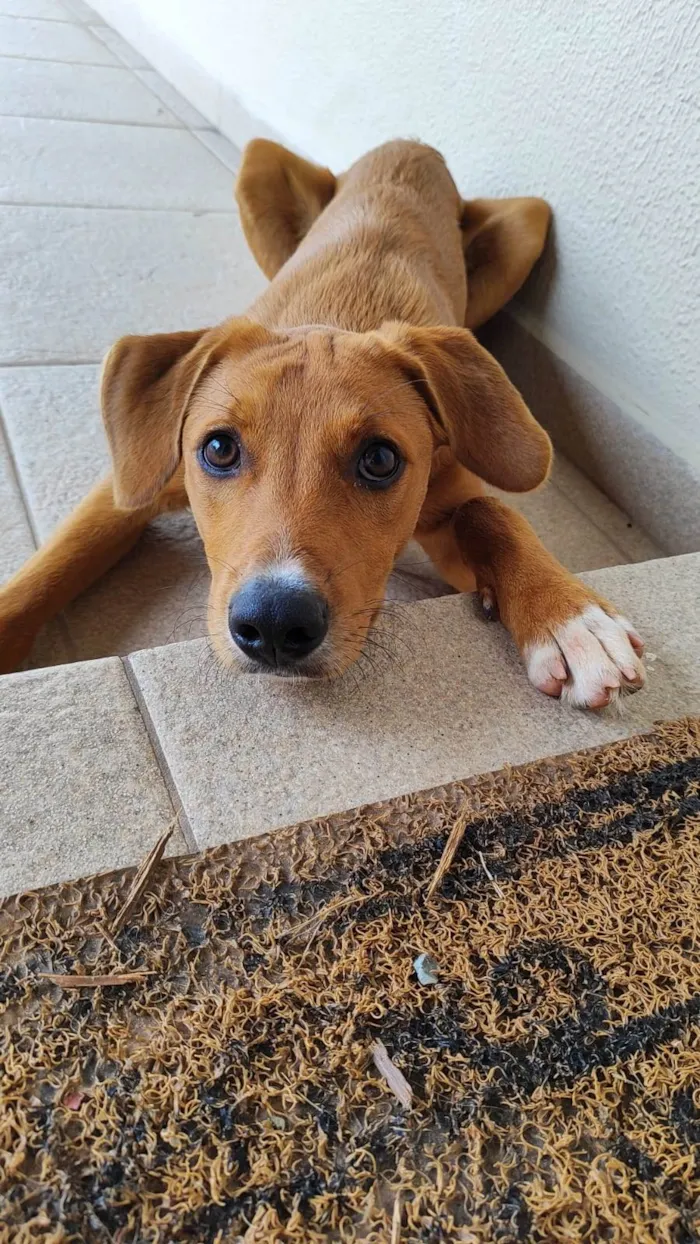 Cachorro ra a ViraLata idade 7 a 11 meses nome Oliver