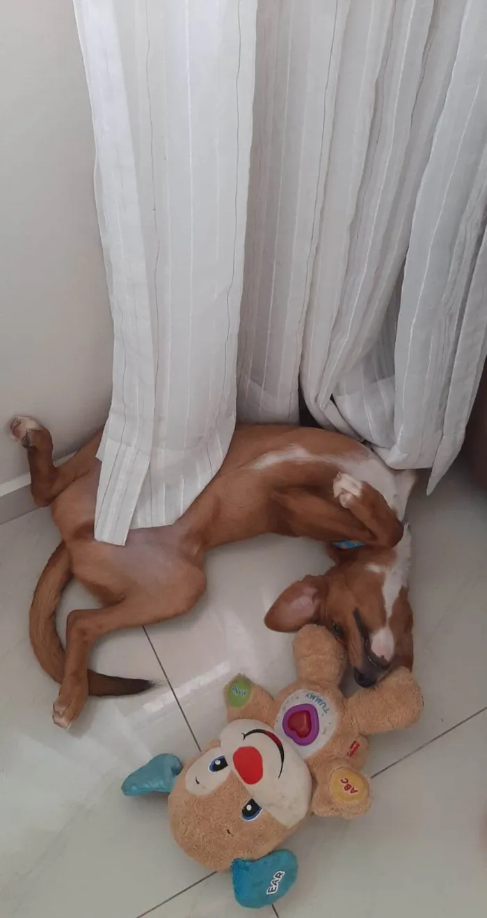 Cachorro ra a ViraLata idade 7 a 11 meses nome Oliver