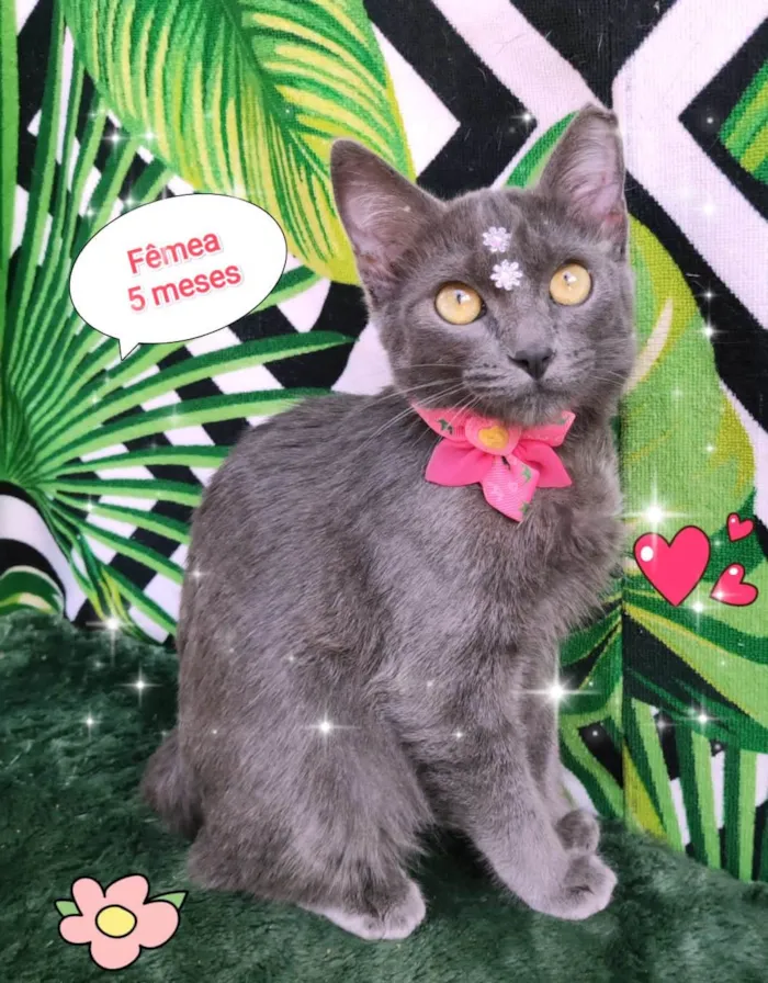 Gato raça SRD-ViraLata idade 2 a 6 meses nome Micaela