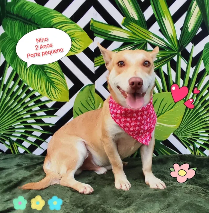 Cachorro raça SRD-ViraLata idade 2 anos nome Nino