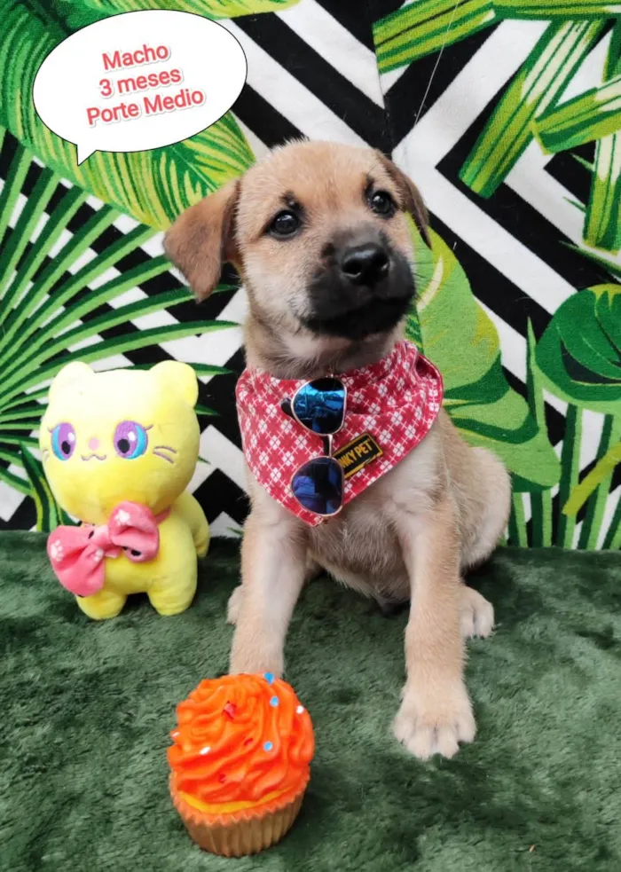 Cachorro raça SRD-ViraLata idade 2 a 6 meses nome Beto 