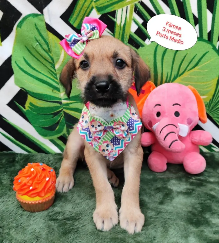 Cachorro raça SRD-ViraLata idade 2 a 6 meses nome Melody