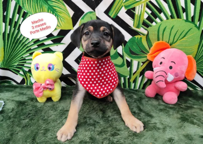 Cachorro raça SRD-ViraLata idade 2 a 6 meses nome Rick