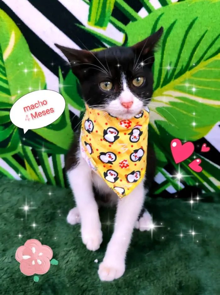 Gato raça SRD-ViraLata idade 2 a 6 meses nome Ruy