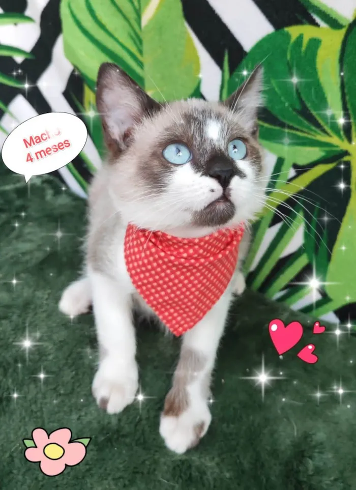 Gato raça SRD-ViraLata idade 2 a 6 meses nome Joao