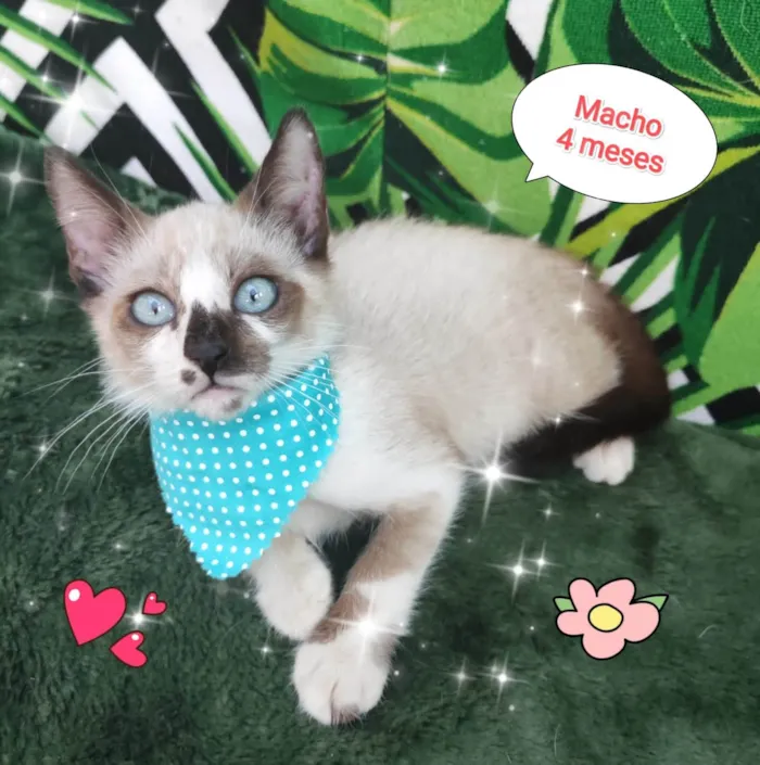 Gato raça SRD-ViraLata idade 2 a 6 meses nome Henrique 