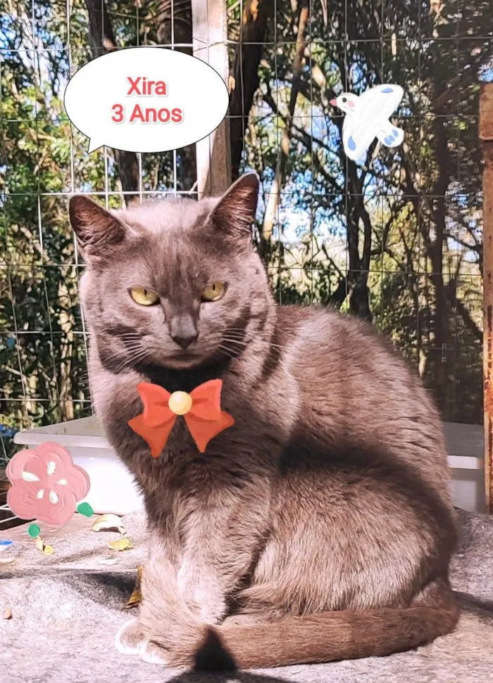Gato raça SRD-ViraLata idade 3 anos nome Xira