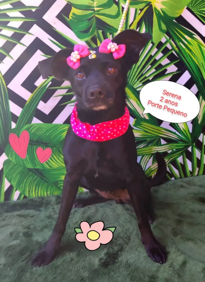 Cachorro raça SRD-ViraLata idade 2 anos nome Serena