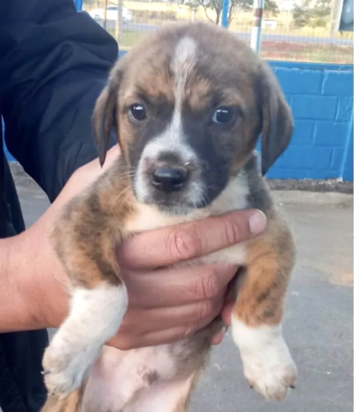 Cachorro ra a Mestico  idade 2 a 6 meses nome Duke 