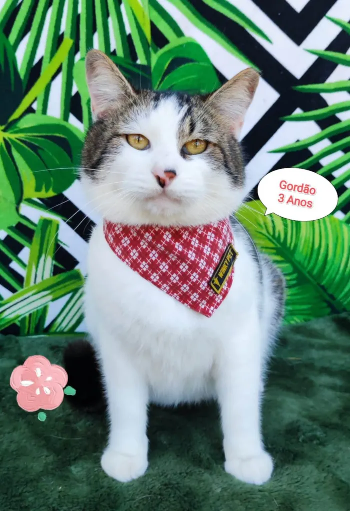Gato raça SRD-ViraLata idade 3 anos nome Gordao 