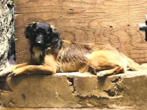Cachorro raça SRD-ViraLata idade 1 ano nome Pandora 