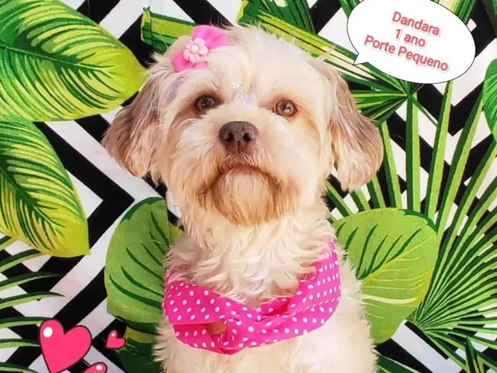 Cachorro raça SRD-ViraLata idade 1 ano nome Dandara 