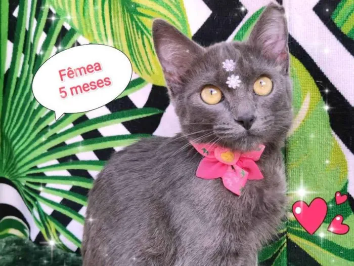 Gato raça SRD-ViraLata idade 2 a 6 meses nome Micaela