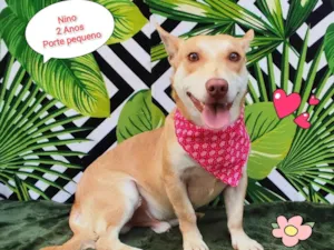 Cachorro raça SRD-ViraLata idade 2 anos nome Nino