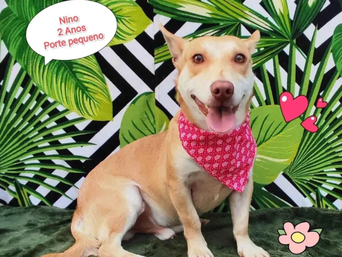 Cachorro raça SRD-ViraLata idade 2 anos nome Nino
