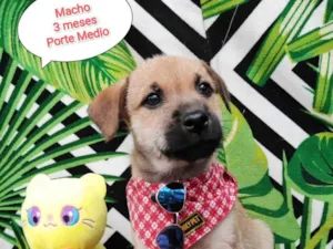 Cachorro raça SRD-ViraLata idade 2 a 6 meses nome Beto 
