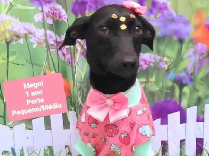 Cachorro raça SRD-ViraLata idade 1 ano nome Megui