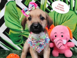 Cachorro raça SRD-ViraLata idade 2 a 6 meses nome Melody